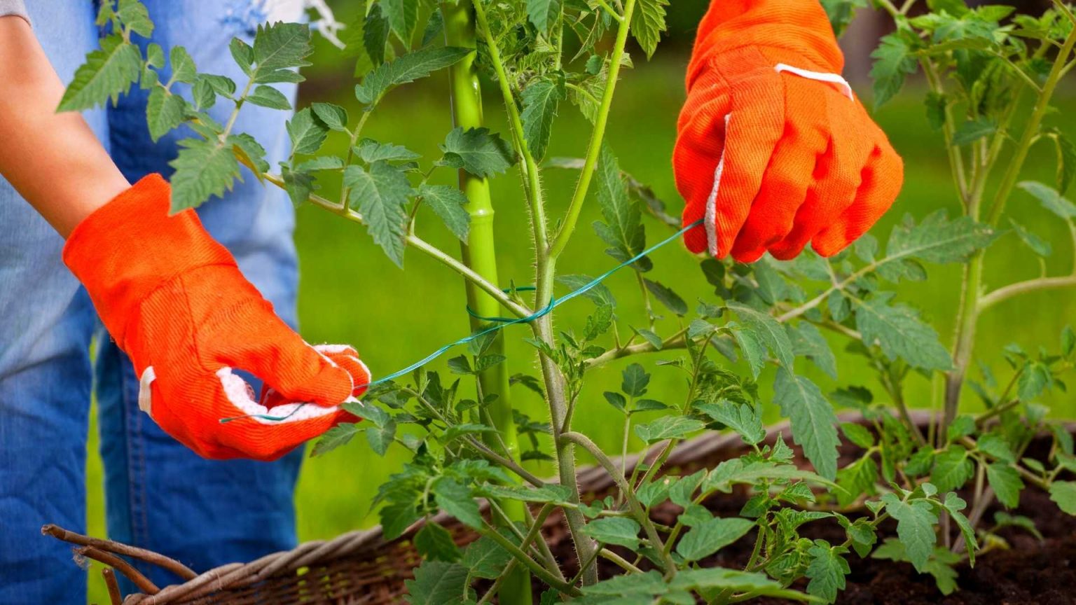 HOW TO STAKE TOMATOES IN A RAISED BED? Bed Gardening