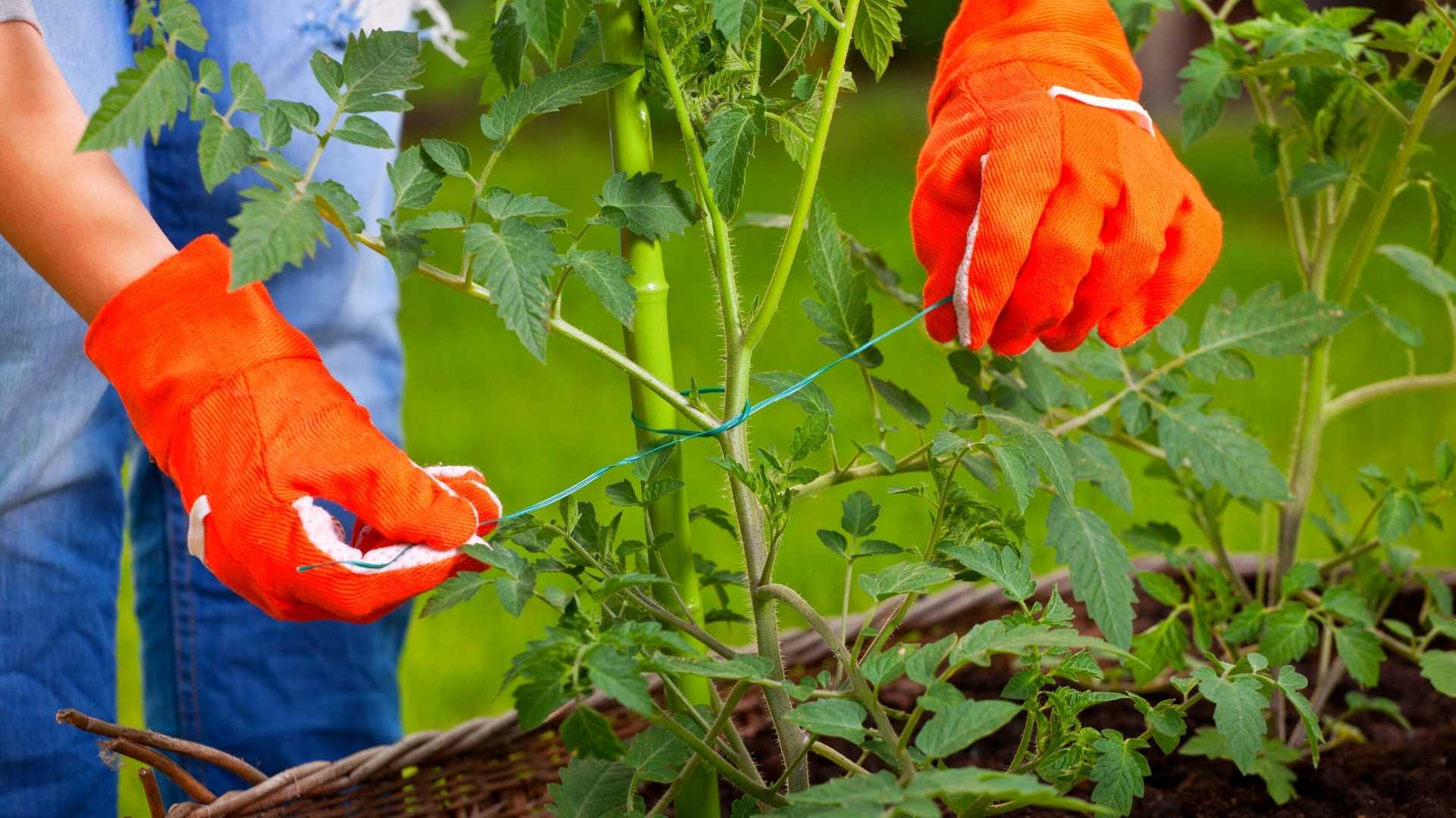 HOW TO STAKE TOMATOES IN A RAISED BED? Bed Gardening