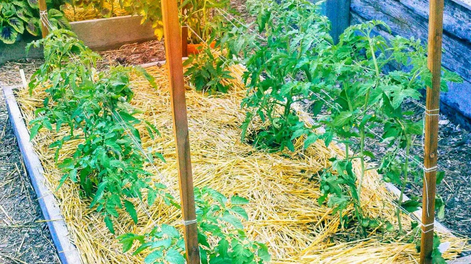 HOW TO STAKE TOMATOES IN A RAISED BED? Bed Gardening