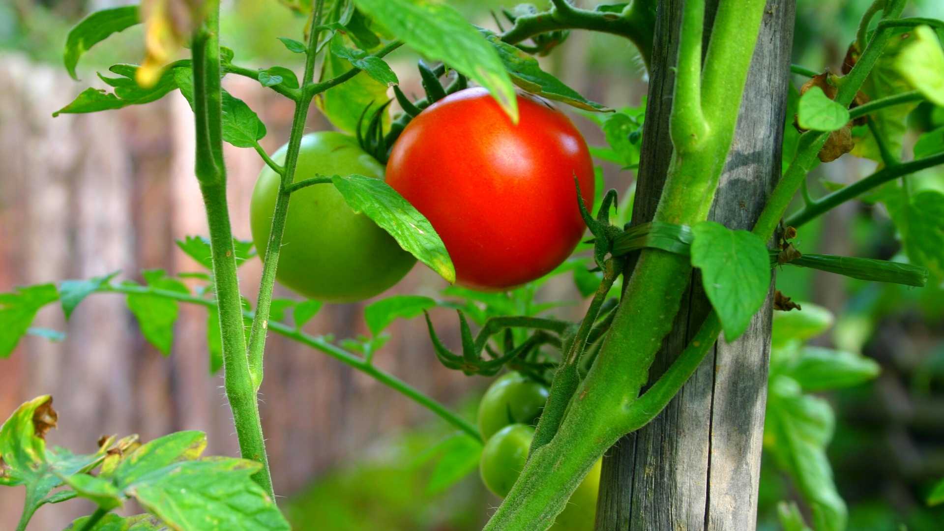 HOW TO STAKE TOMATOES IN A RAISED BED? Bed Gardening