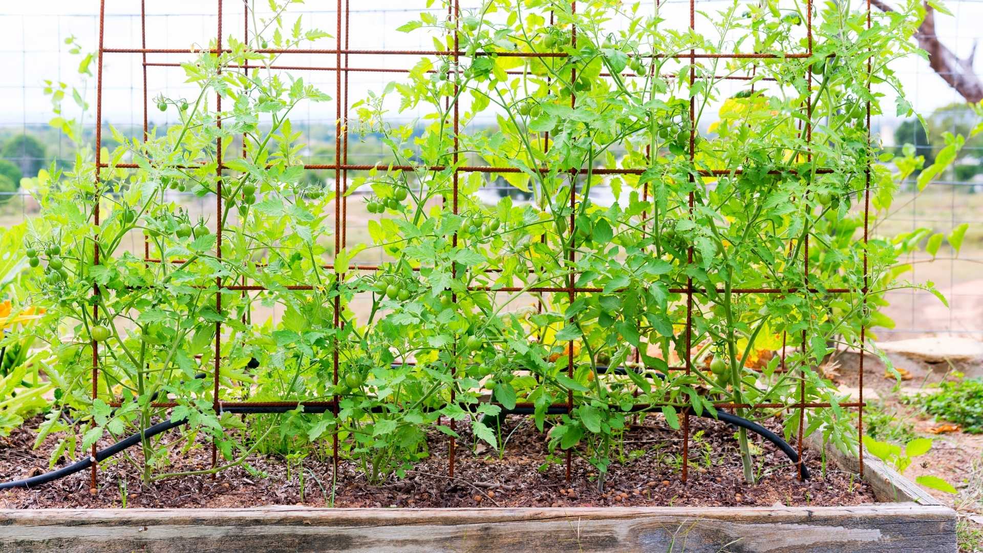 How To Stake Tomatoes In A Raised Bed Bed Gardening