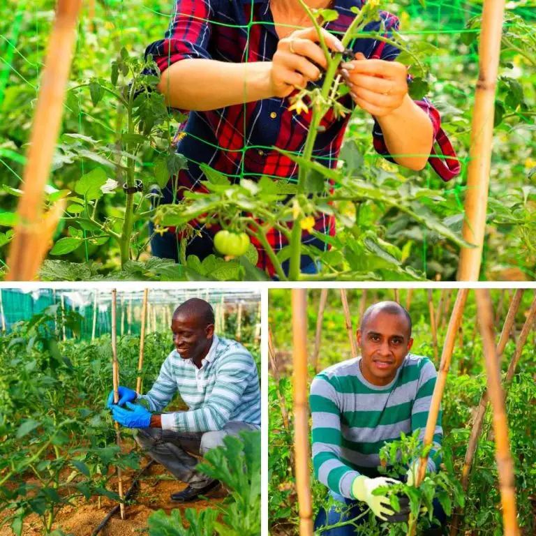 HOW TO STAKE TOMATOES IN A RAISED BED? Bed Gardening
