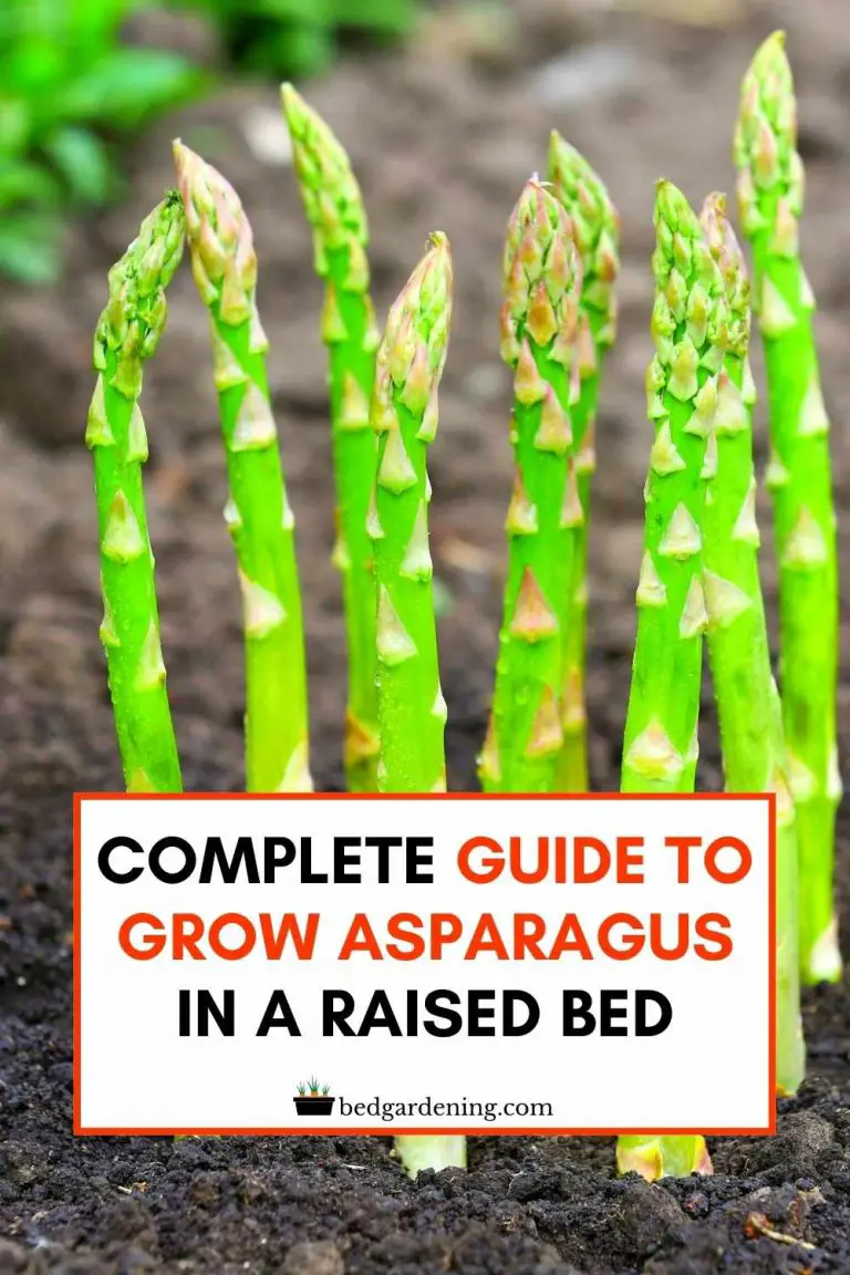 HOW TO GROW ASPARAGUS IN RAISED BED? Bed Gardening