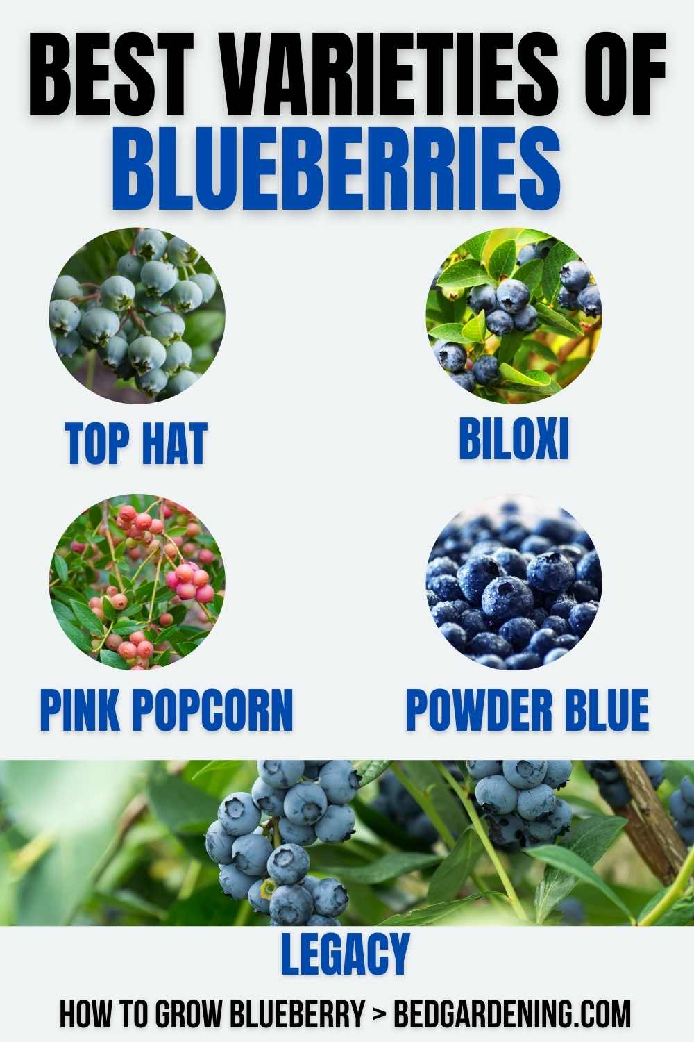 HOW TO GROW BLUEBERRIES IN A RAISED BED? Bed Gardening