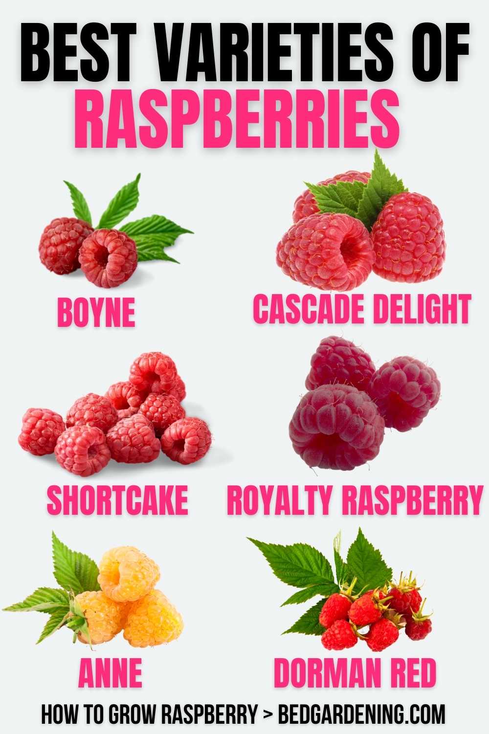 How To Grow Wild Raspberries at Jeffrey Thomason blog