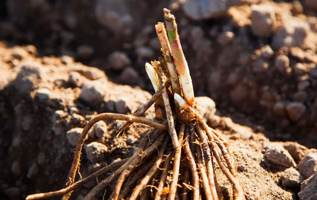 HOW TO GROW ASPARAGUS IN RAISED BED? Bed Gardening