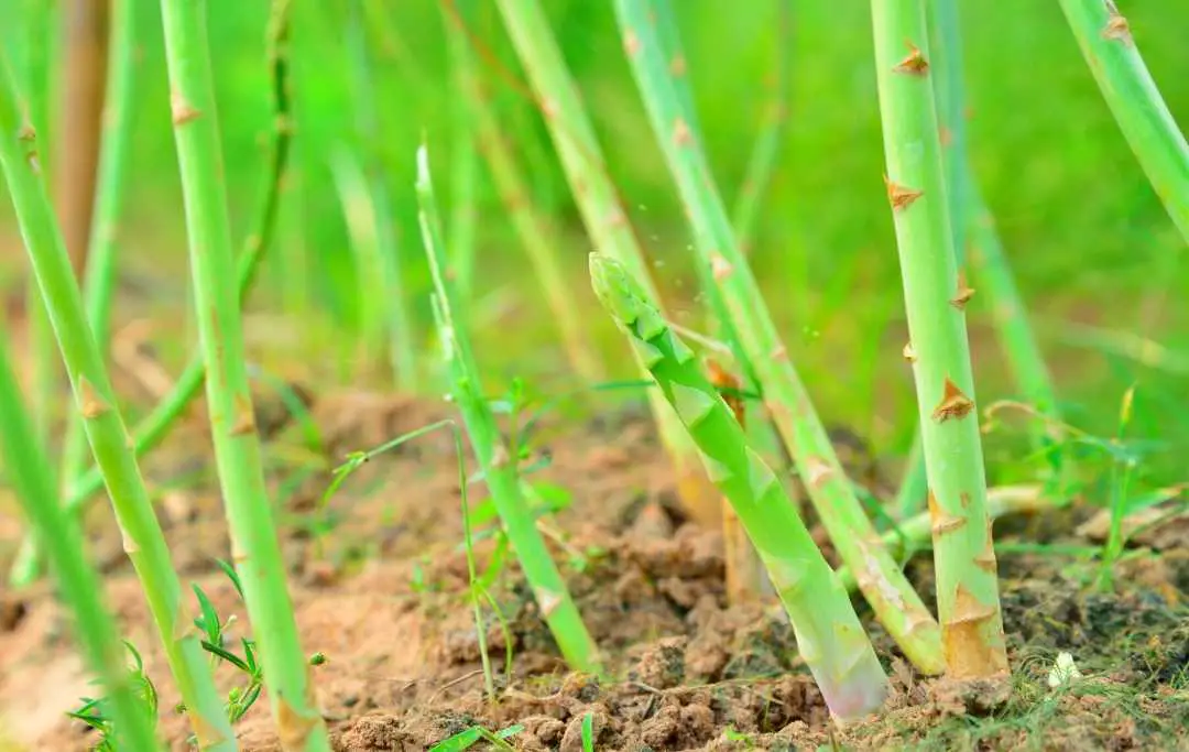 HOW TO GROW ASPARAGUS IN RAISED BED? Bed Gardening