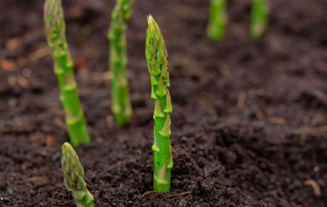 HOW TO GROW ASPARAGUS IN RAISED BED? Bed Gardening