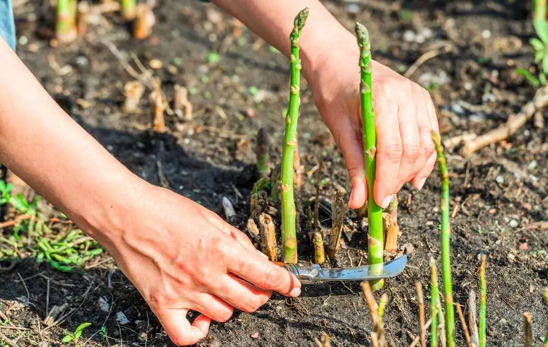 HOW TO GROW ASPARAGUS IN RAISED BED? Bed Gardening