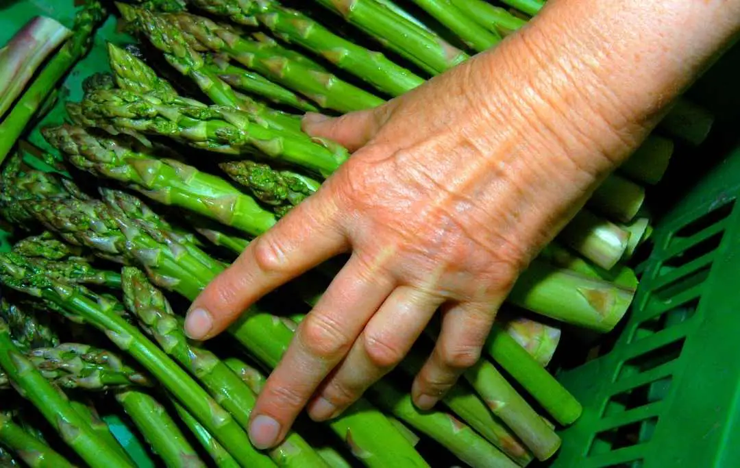 HOW TO GROW ASPARAGUS IN RAISED BED? Bed Gardening