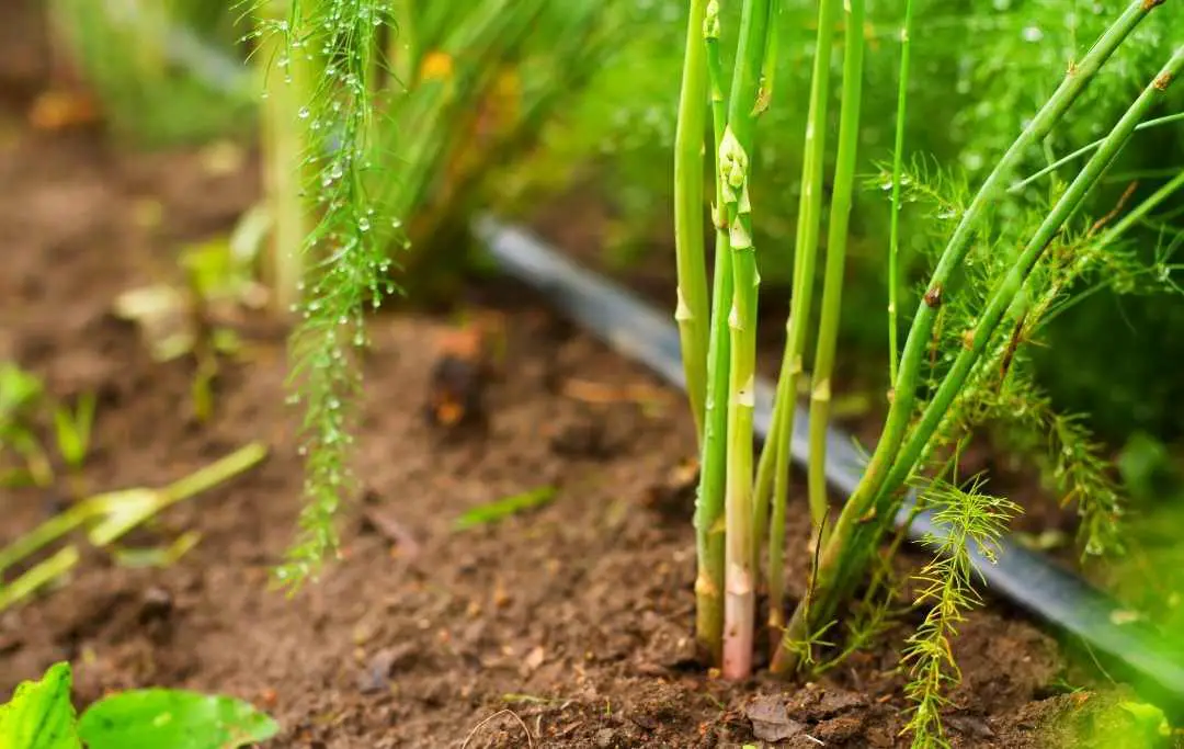 HOW TO GROW ASPARAGUS IN RAISED BED? Bed Gardening
