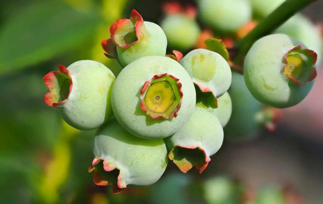 HOW TO GROW BLUEBERRIES IN A RAISED BED? Bed Gardening