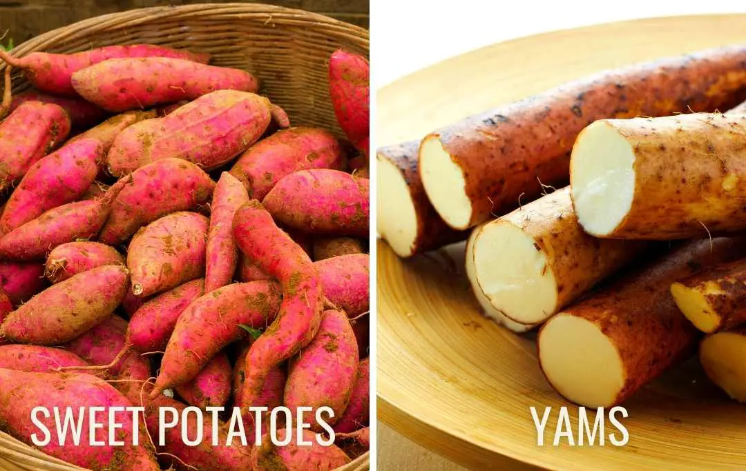 HOW TO GROW SWEET POTATOES IN A RAISED BED? Bed Gardening