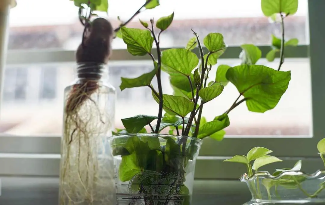 HOW TO GROW SWEET POTATOES IN A RAISED BED? Bed Gardening