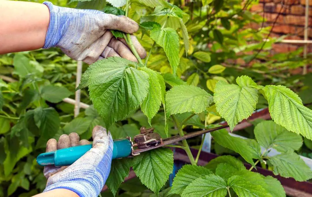 HOW TO GROW RASPBERRIES IN RAISED BEDS? Bed Gardening