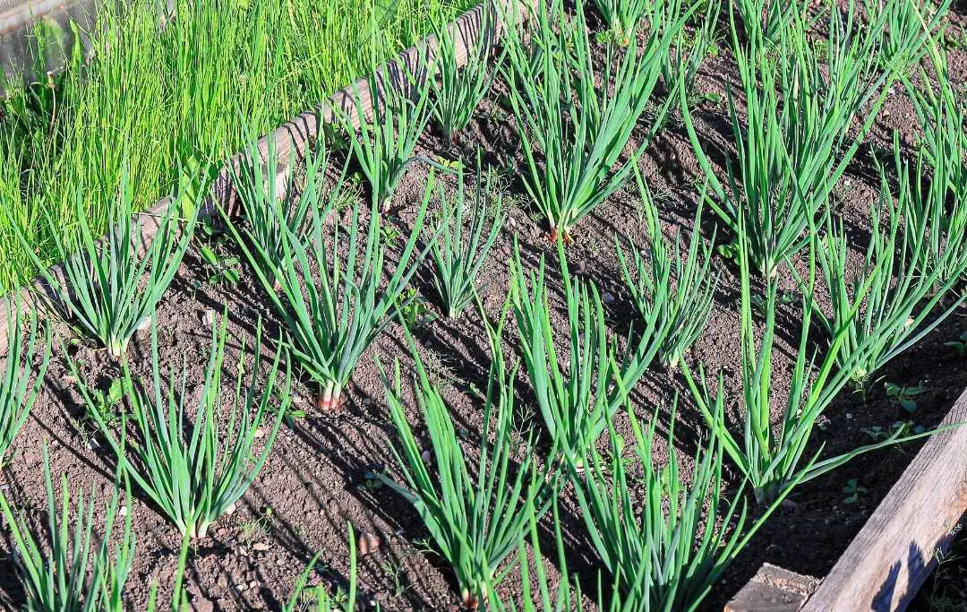 HOW TO GROW GREEN ONIONS IN A RAISED BED? Bed Gardening