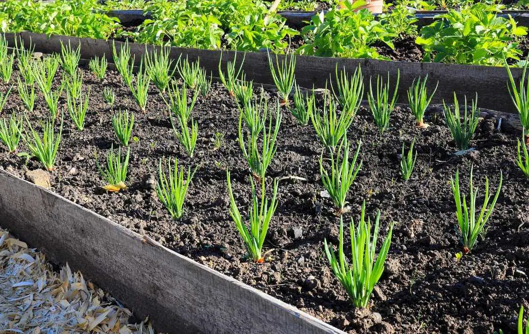 HOW TO GROW GREEN ONIONS IN A RAISED BED? – Bed Gardening