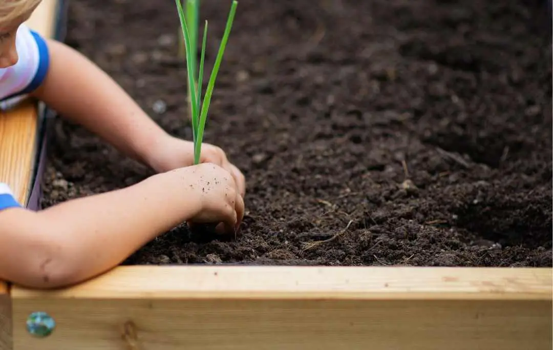 HOW TO GROW GREEN ONIONS IN A RAISED BED? Bed Gardening