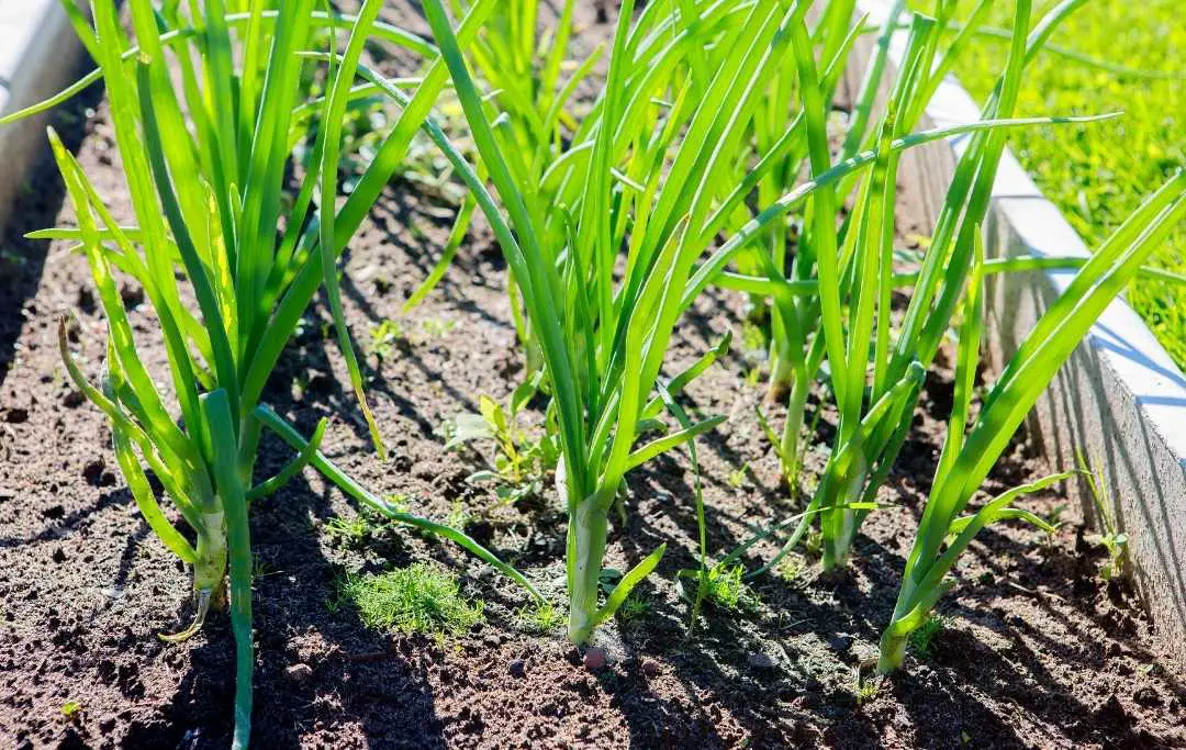 HOW TO GROW GREEN ONIONS IN A RAISED BED? Bed Gardening