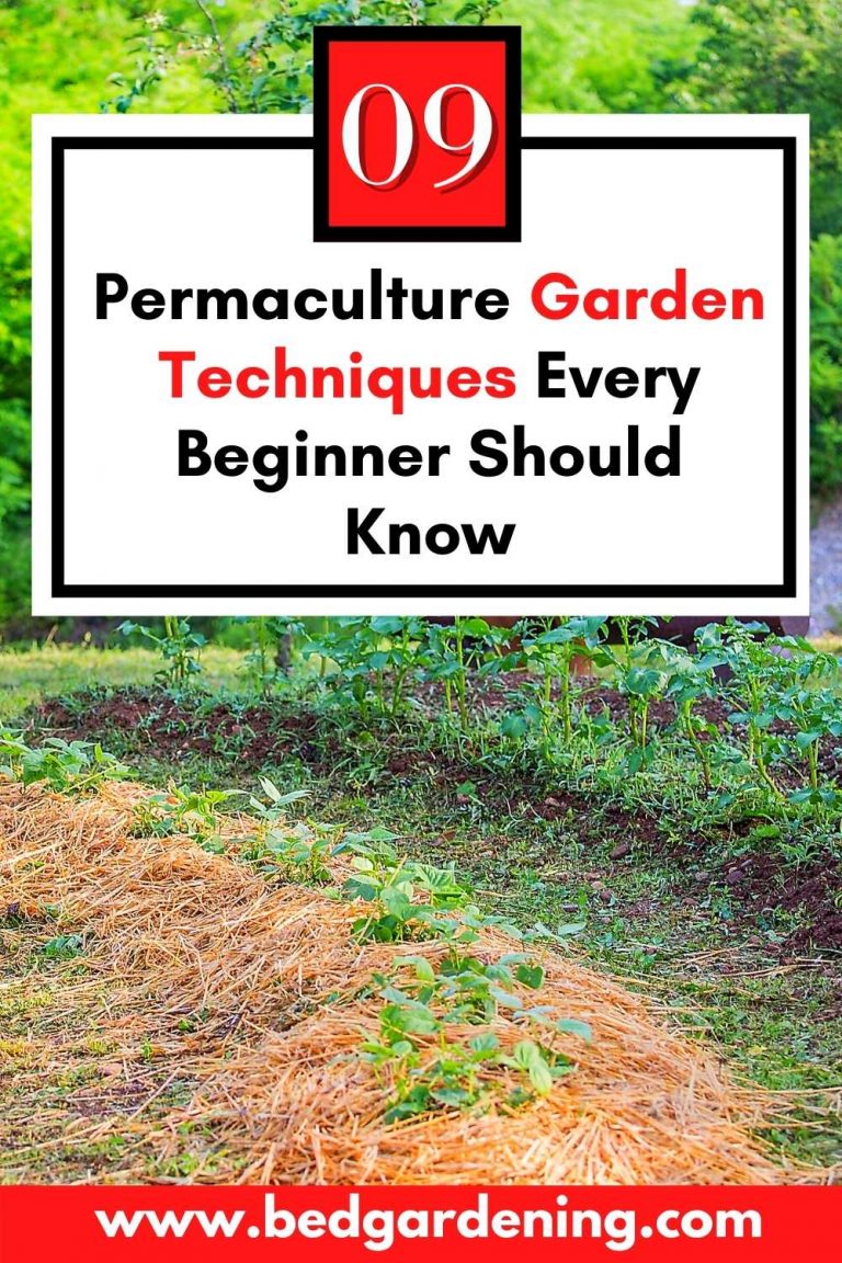 View of Permaculture Garden Techniques Every Beginner Should Know – Bed Gardening