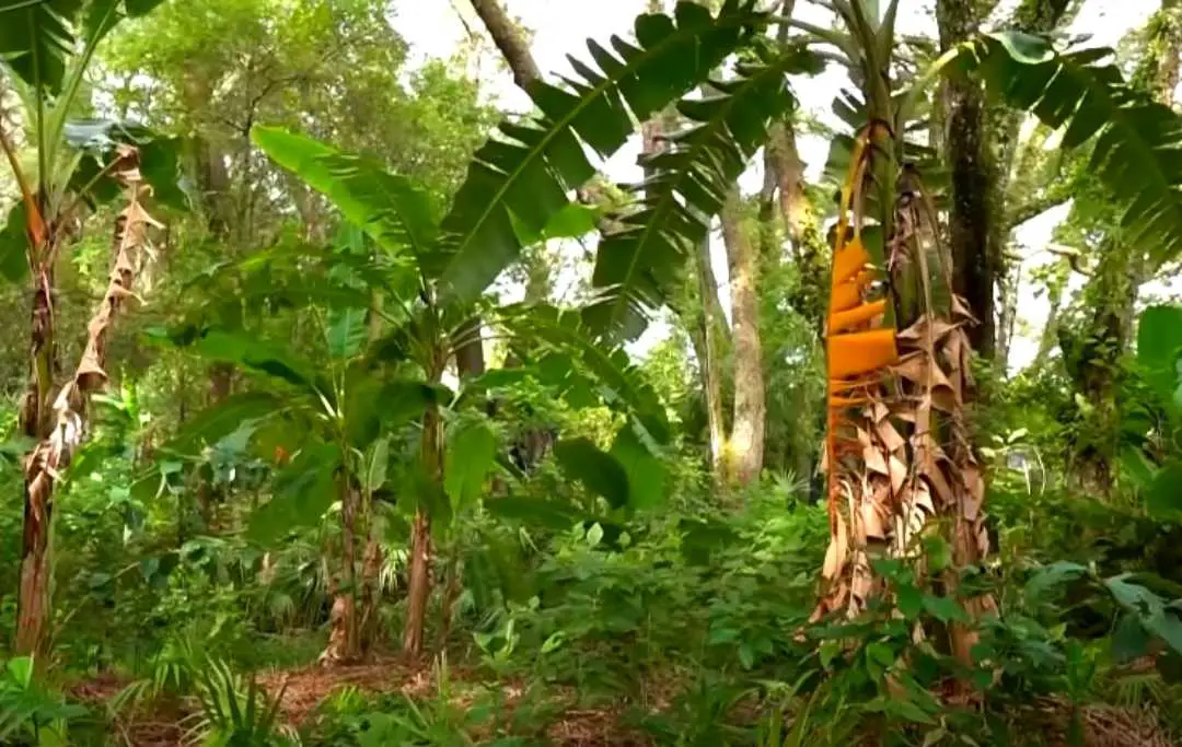 How To Start A Small Food Forest? Bed Gardening