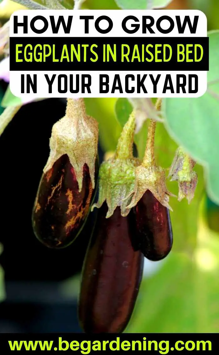 How To Grow Eggplant In Raised Beds? Bed Gardening