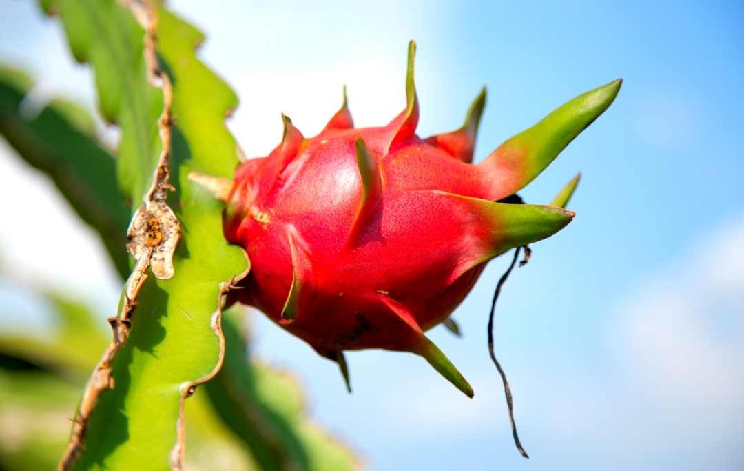 How To Grow Dragon Fruit In Pots? Bed Gardening