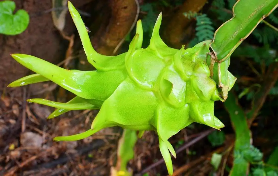 How To Grow Dragon Fruit In Pots? Bed Gardening