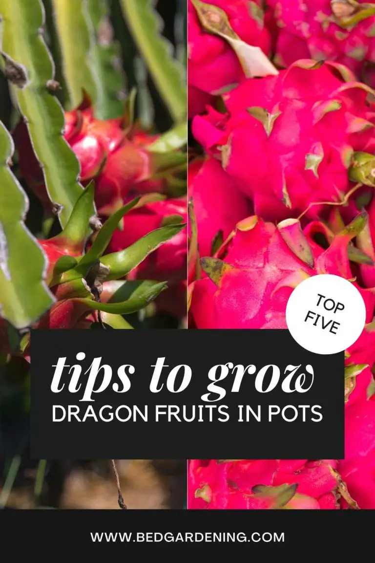 How To Grow Dragon Fruit In Pots? Bed Gardening