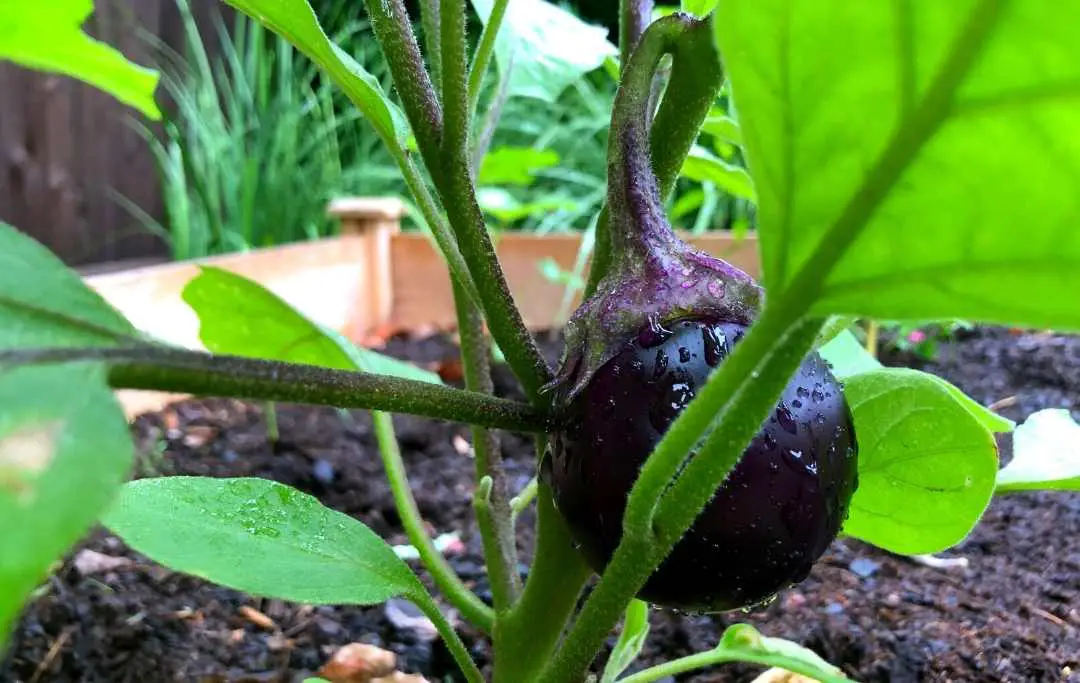 How To Grow Eggplant In Raised Beds? Bed Gardening