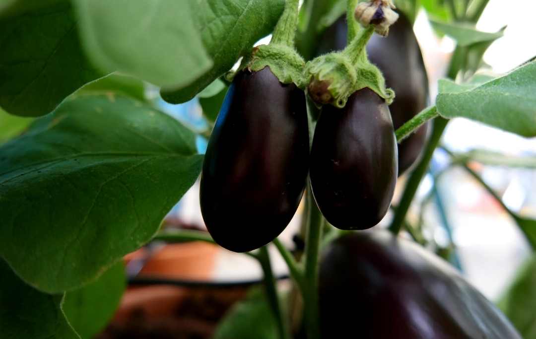 How To Grow Eggplant In Raised Beds? Bed Gardening