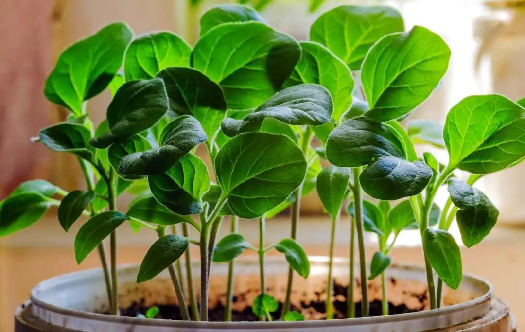 How To Grow Eggplant In Raised Beds? Bed Gardening