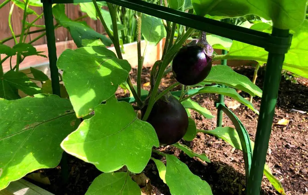 How To Grow Eggplant In Raised Beds? Bed Gardening