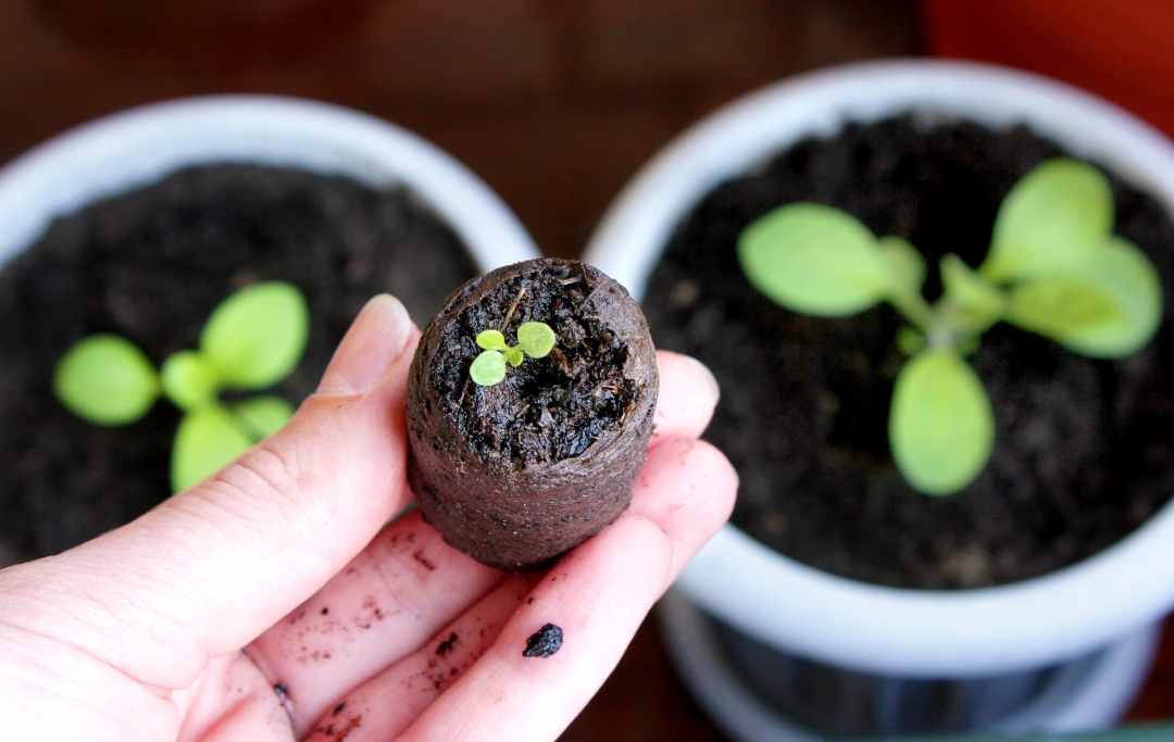 How To Grow Petunias From Seeds? Bed Gardening