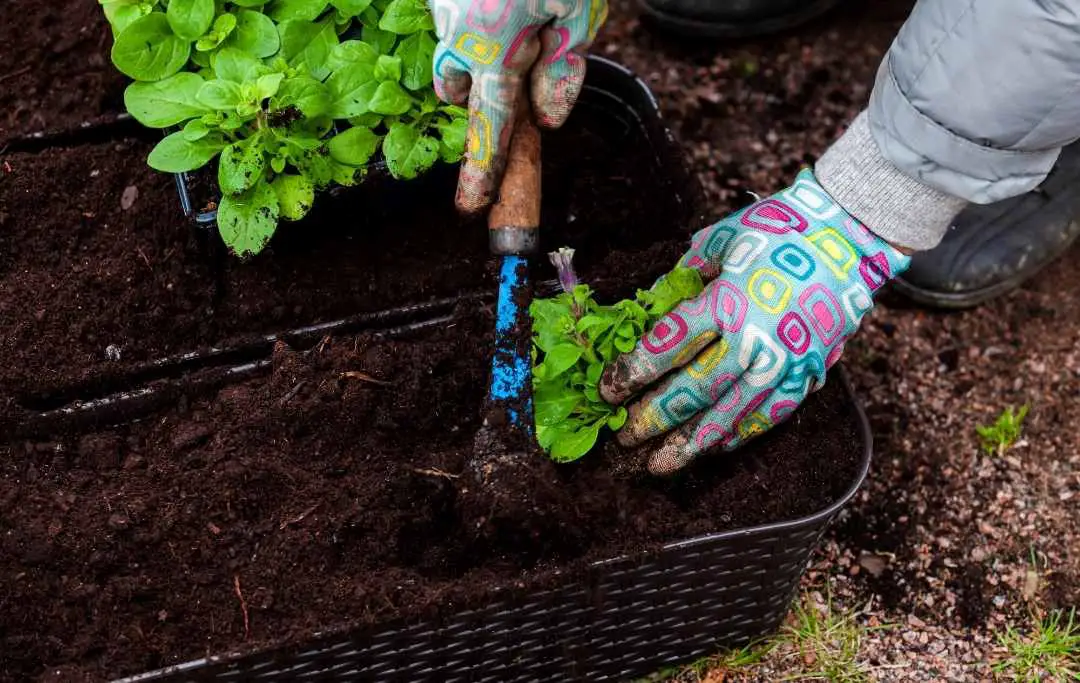 How To Grow Petunias From Seeds? – Bed Gardening