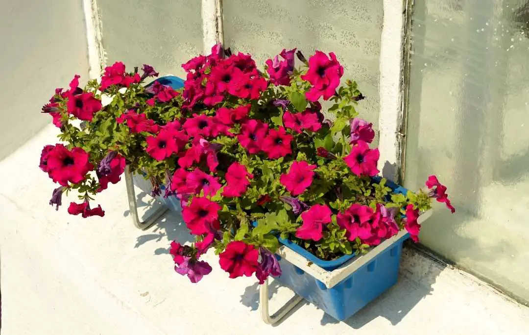How To Grow Petunias From Seeds? Bed Gardening