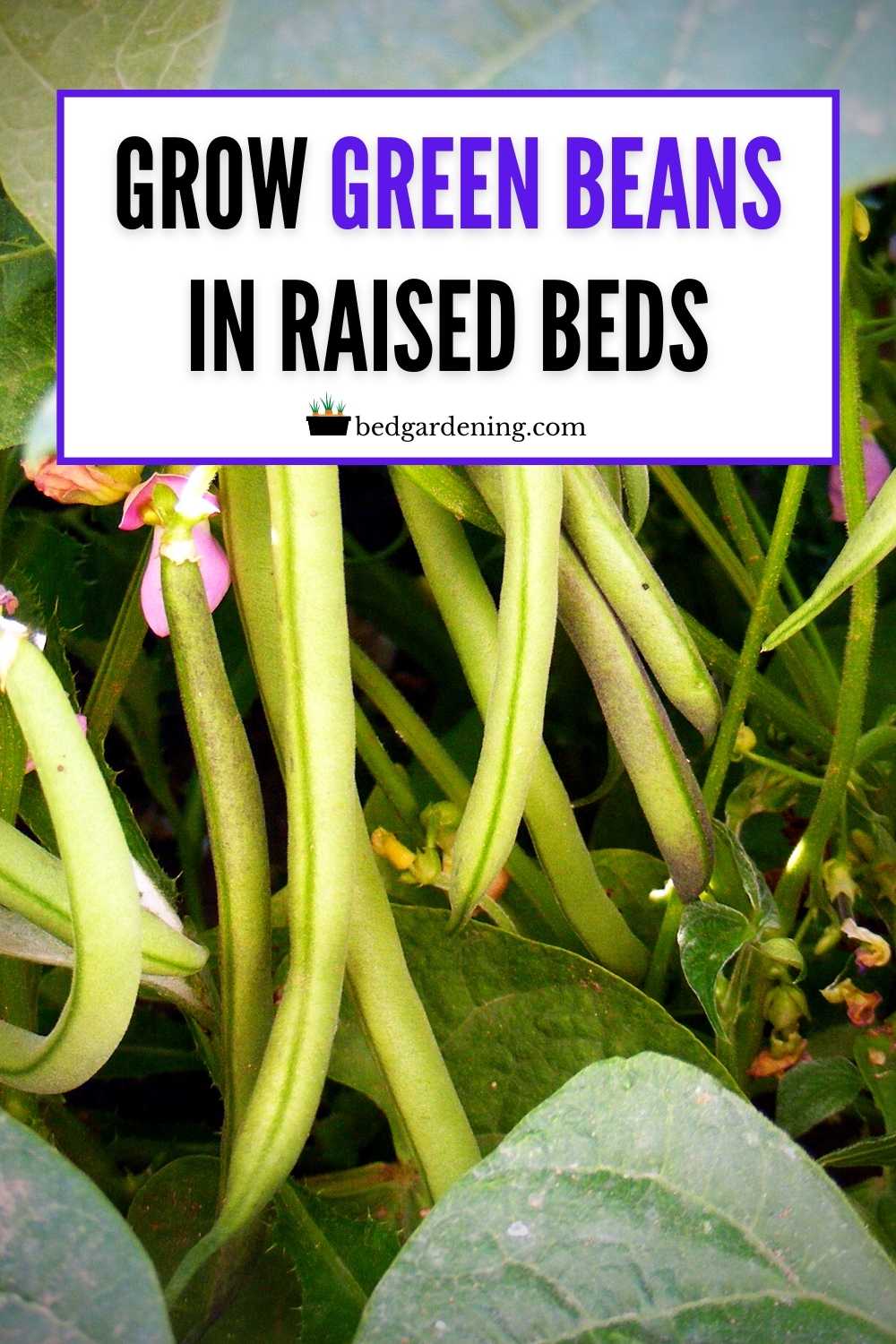 How To Grow Green Beans In Raised Beds? Bed Gardening