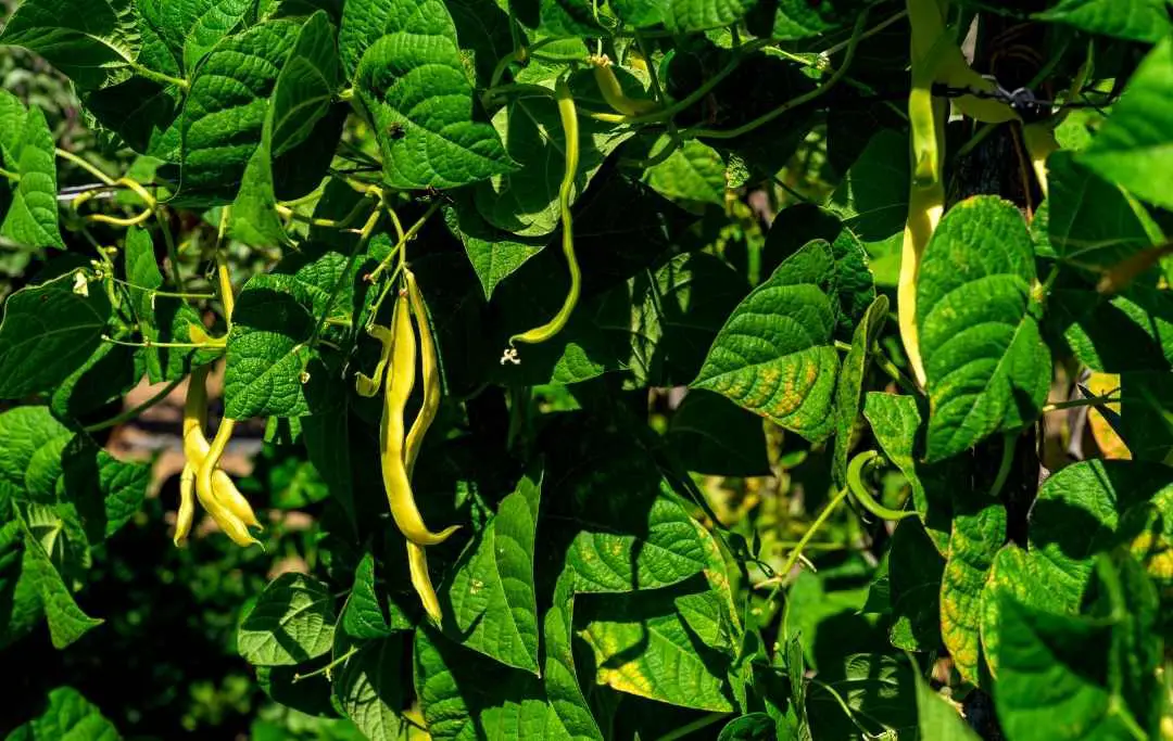 How To Grow Green Beans In Raised Beds? Bed Gardening