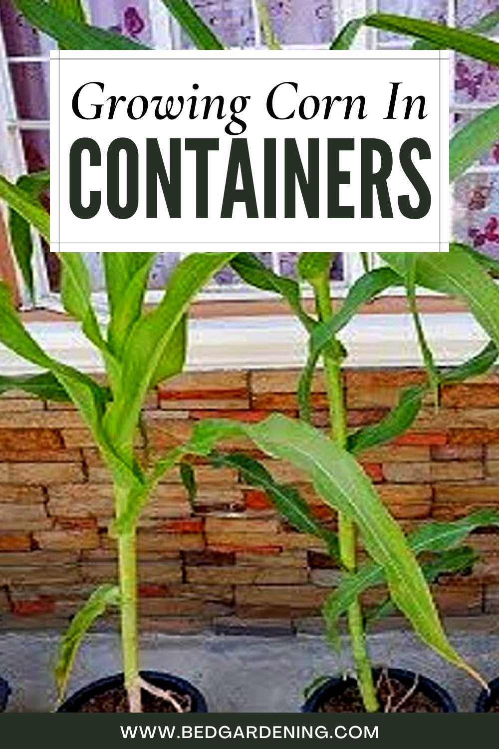 Growing Corn In Containers Bed Gardening