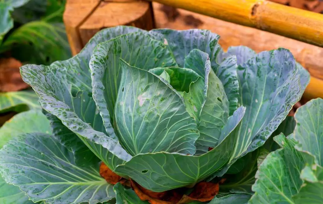 Growing Cabbage In Raised Beds Bed Gardening