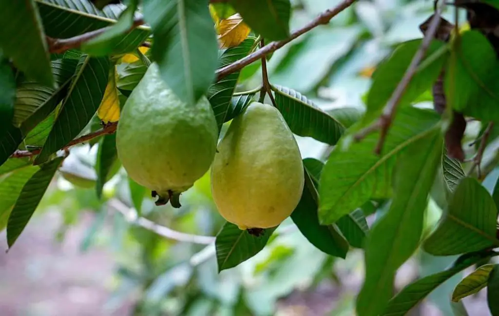 How To Grow A Guava Tree From Seeds? Bed Gardening