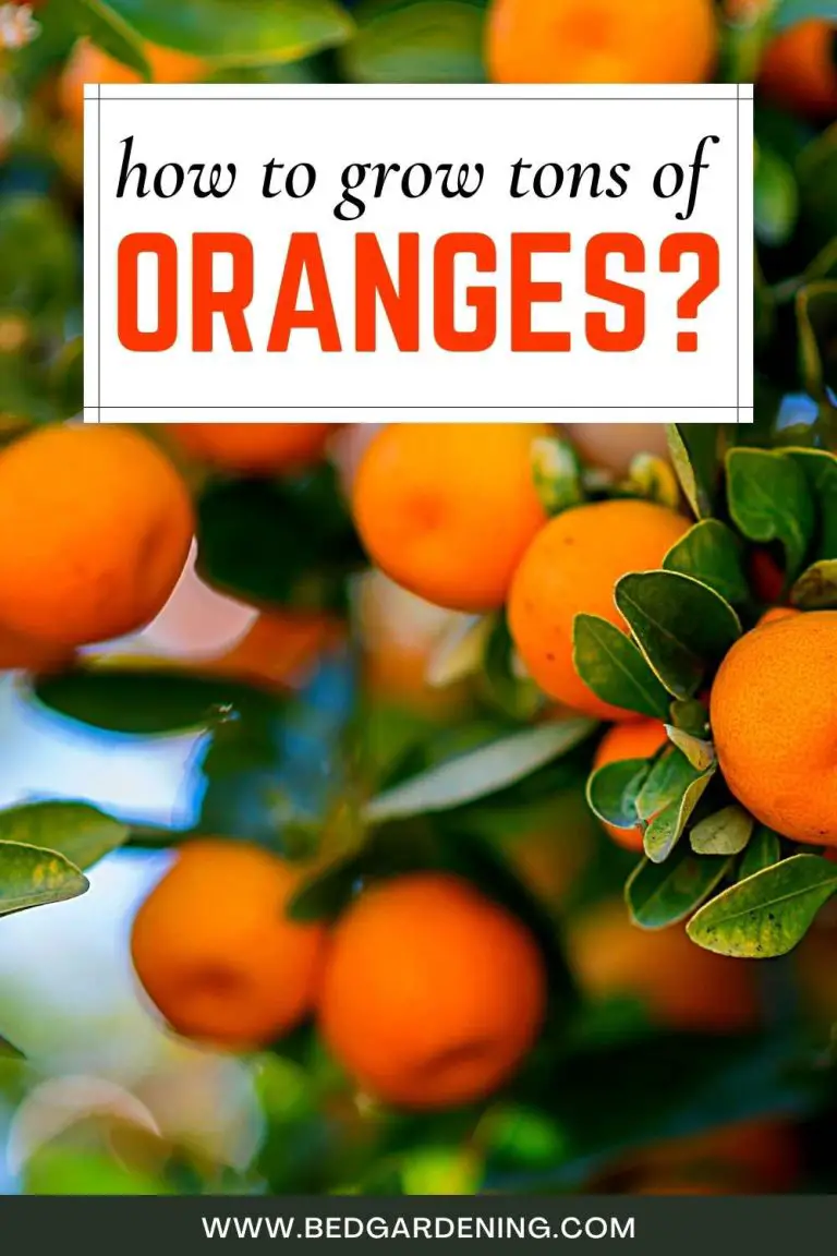How To Grow Orange Tree From Cutting? Bed Gardening