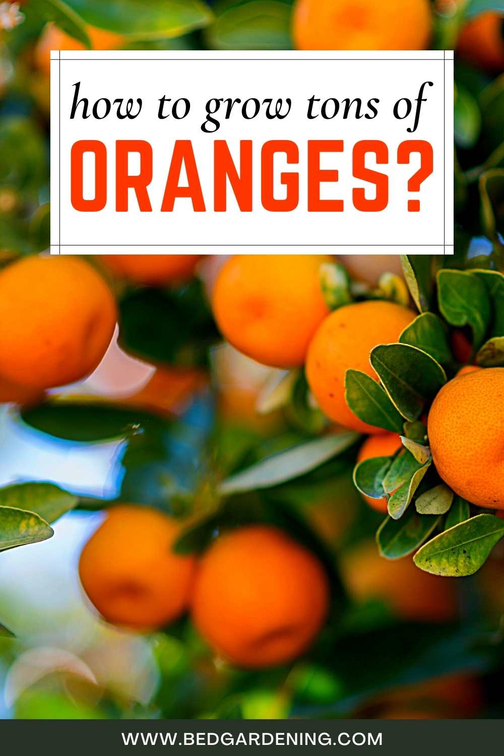 How To Grow Orange Tree From Cutting? Bed Gardening