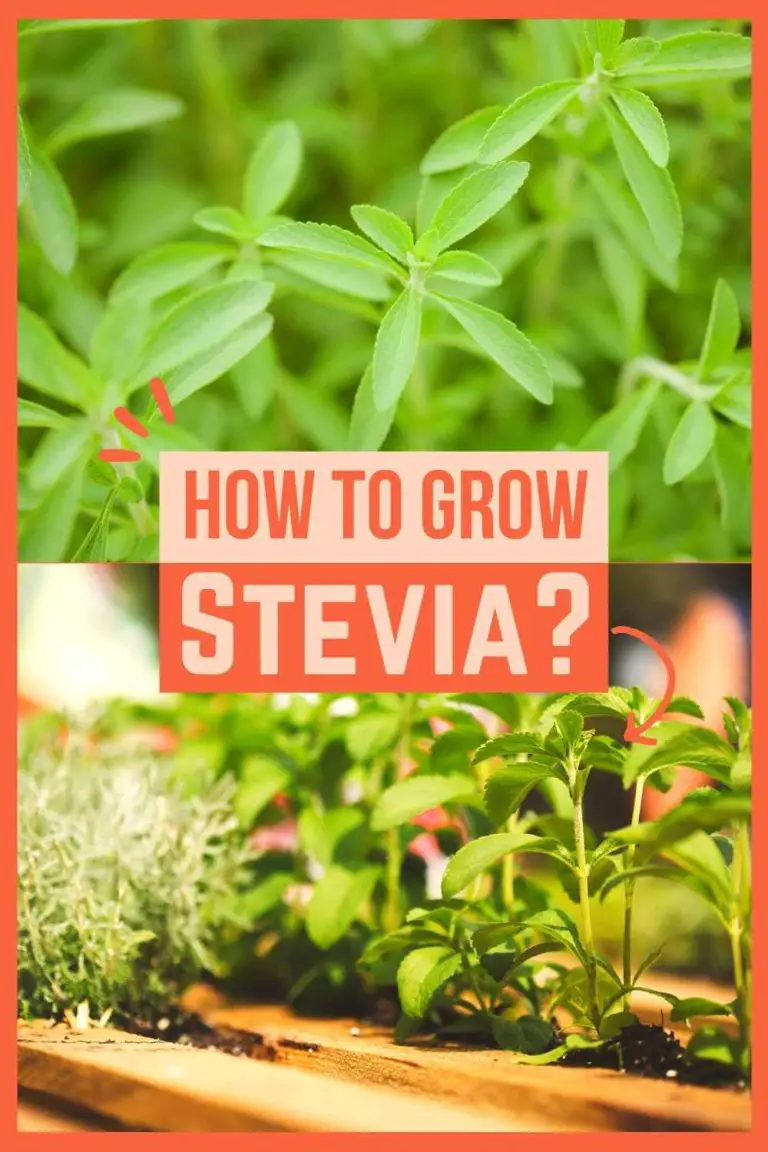 How To Grow Stevia From Cuttings? Bed Gardening