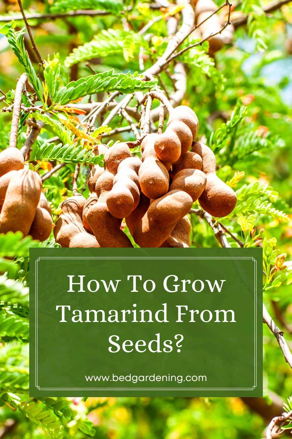 How To Grow Tamarind From Seeds? Bed Gardening
