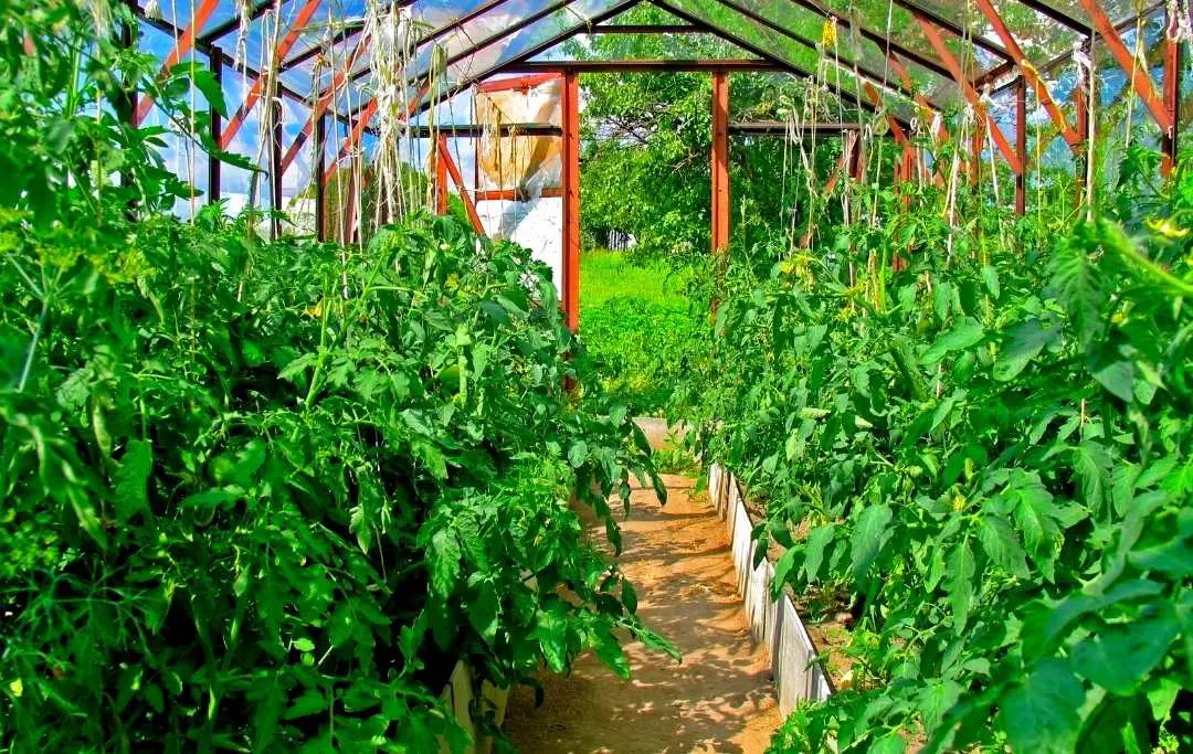 Can You Grow Tomatoes All Year Round In A Greenhouse? Bed Gardening