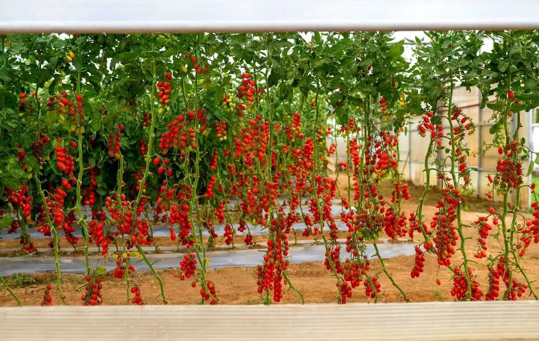 Can You Grow Tomatoes All Year Round In A Greenhouse? Bed Gardening