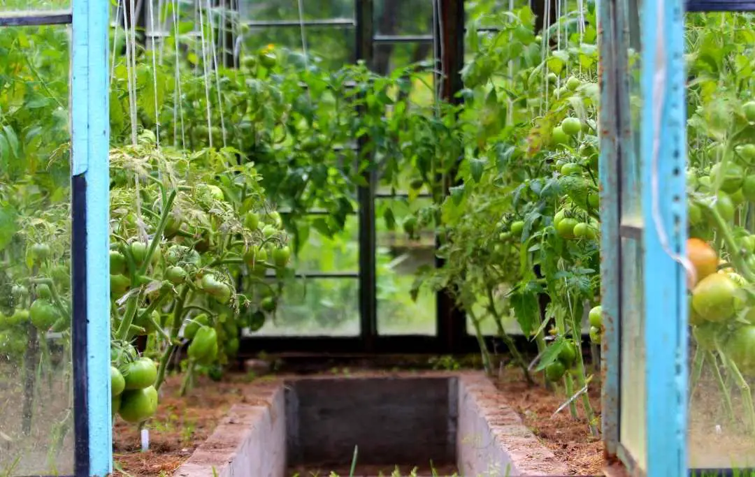 Can You Grow Tomatoes All Year Round In A Greenhouse? Bed Gardening