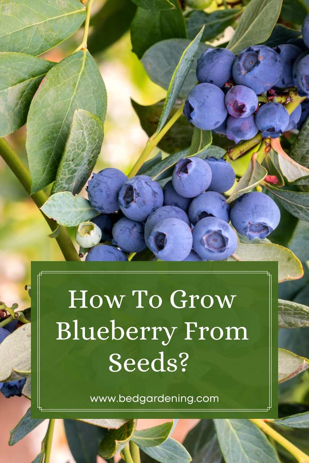 How To Grow Blueberry From Seeds? Bed Gardening