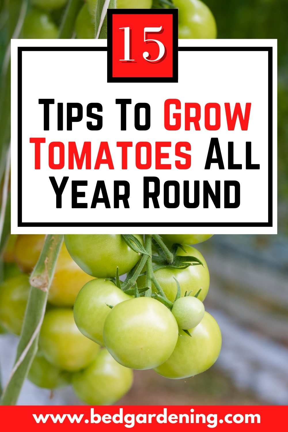 Can You Grow Tomatoes All Year Round In A Greenhouse? Bed Gardening